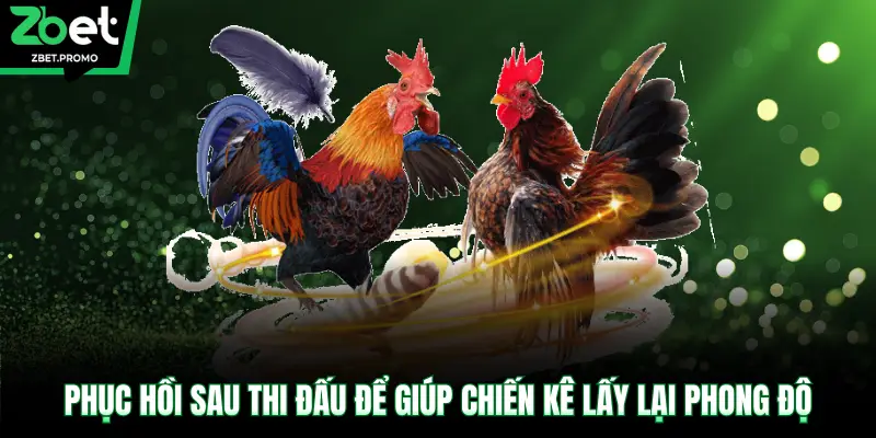 Phục hồi sau thi đấu để giúp chiến kê lấy lại phong độ